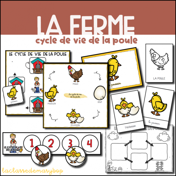 Cycle de vie de la poule Version simplifiée